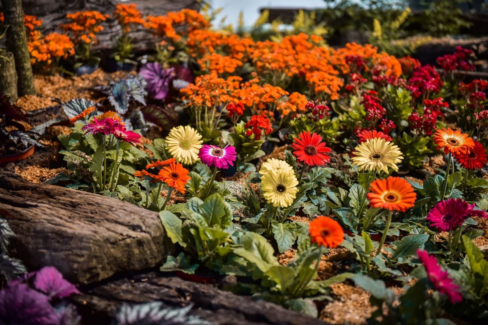 58 Fiesta Nacional de la Flor 5